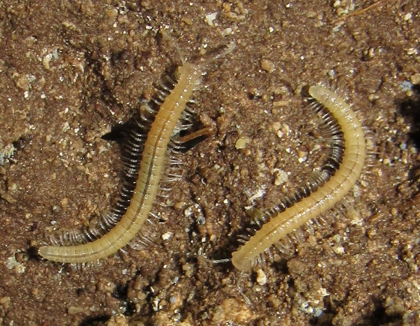 Представитель Семейства Biokoviellidae